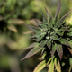 A marijuana plant.